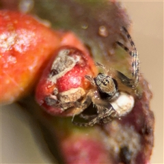 Araneus sp. (genus) at Nicholls, ACT - 24 Aug 2025 by Hejor1