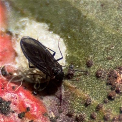 Diptera (order) at Nicholls, ACT - 24 Aug 2025 by Hejor1