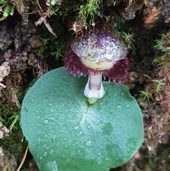 Corysanthes grumula (Stately helmet orchid) by Bubbles