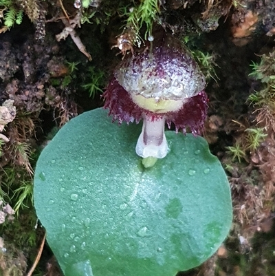 Corysanthes grumula (Stately helmet orchid) at  - suppressed by Bubbles