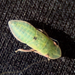 Ledrinae (subfamily) (A Flat-headed Leafhopper) at Nicholls, ACT - 24 Aug 2025 by Hejor1