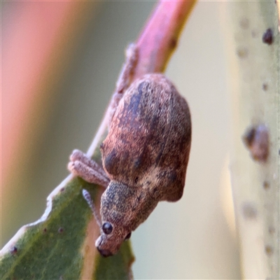 Gonipterus sp. (genus) (Eucalyptus Weevil) at Nicholls, ACT - 24 Aug 2025 by Hejor1