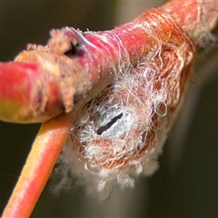 Austracantha minax at Nicholls, ACT - 24 Aug 2025 12:58 PM