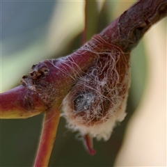 Austracantha minax at Nicholls, ACT - 24 Aug 2025 12:58 PM