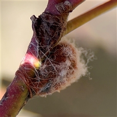 Austracantha minax at Nicholls, ACT - 24 Aug 2025 12:58 PM