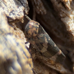 Eurypella tasmaniensis (Eurypella tasmaniensis) at Nicholls, ACT - 24 Aug 2025 by Hejor1