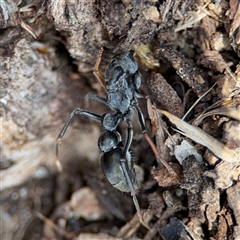 Myrmecia sp. (genus) (Bull ant or Jack Jumper) at Nicholls, ACT - 24 Aug 2025 by Hejor1