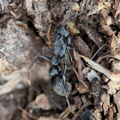 Myrmecia sp. (genus) (Bull ant or Jack Jumper) at Nicholls, ACT - 24 Aug 2025 by Hejor1