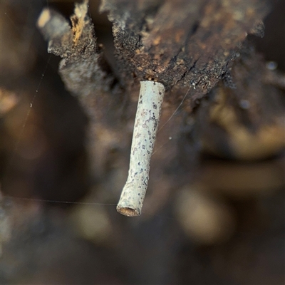 Hemibela (genus) (A Concealer moth) at Nicholls, ACT - 24 Aug 2025 by Hejor1