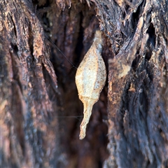 Hyalarcta nigrescens (Ribbed Case Moth) at Nicholls, ACT - 24 Aug 2025 by Hejor1