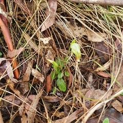 Pterostylis nutans (Nodding Greenhood) at Paddys River, ACT - 22 Aug 2025 by Bubbles