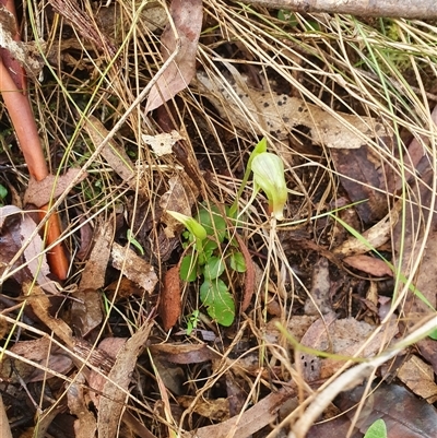 Pterostylis nutans (Nodding Greenhood) at Paddys River, ACT - 22 Aug 2025 by Bubbles