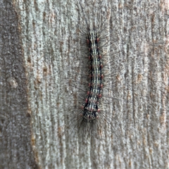 Anestia (genus) (A tiger moth) at Nicholls, ACT - 24 Aug 2025 by Hejor1