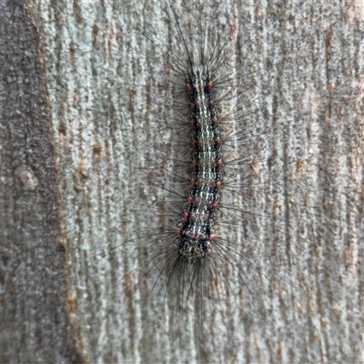 Anestia (genus) (A tiger moth) at Nicholls, ACT - 24 Aug 2025 by Hejor1