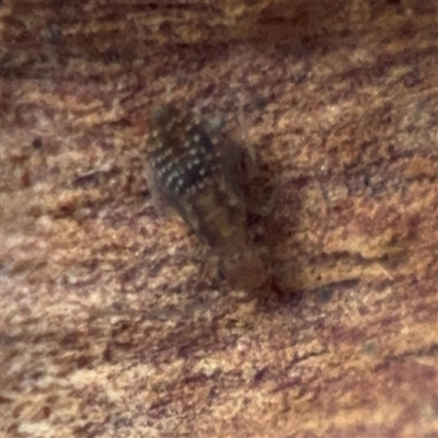 Psocodea 'Psocoptera' sp. (order) (Unidentified plant louse) at Nicholls, ACT - 24 Aug 2025 by Hejor1