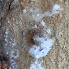 Phellopsylla sp. (bark psyllid) at Nicholls, ACT - 24 Aug 2025 by Hejor1