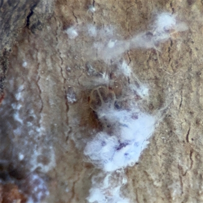 Phellopsylla sp. (bark psyllid) at Nicholls, ACT - 24 Aug 2025 by Hejor1