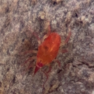 Bdellidae sp. (family) (Unidentified Snout Mite) at Nicholls, ACT - 24 Aug 2025 by Hejor1
