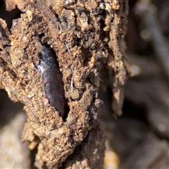 Coleoptera (order) immature at Nicholls, ACT - 24 Aug 2025 by Hejor1