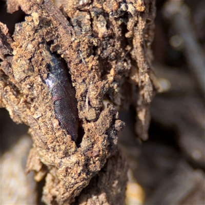 Coleoptera (order) immature at Nicholls, ACT - 24 Aug 2025 by Hejor1