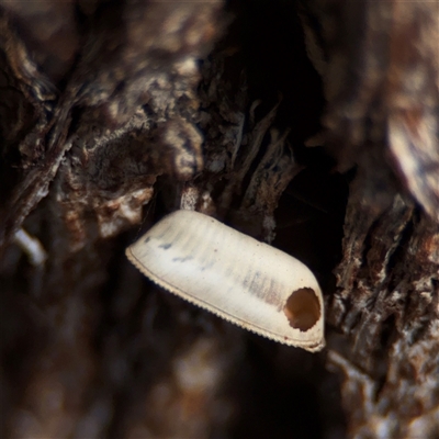 Blattidae sp. (family) (Unidentified blattid cockroach) at Nicholls, ACT - 24 Aug 2025 by Hejor1