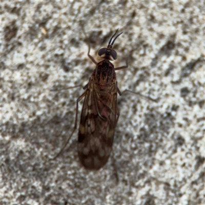 Sylvicola dubius (Wood-gnat) at Nicholls, ACT - 24 Aug 2025 by Hejor1