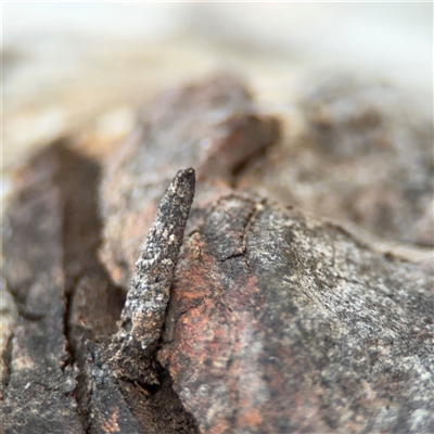 Conoeca or Lepidoscia (genera) IMMATURE (Unidentified Cone Case Moth larva, pupa, or case) at Nicholls, ACT - 24 Aug 2025 by Hejor1