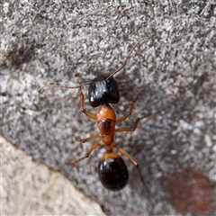Camponotus consobrinus (Banded sugar ant) at Nicholls, ACT - 24 Aug 2025 by Hejor1