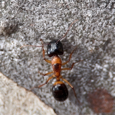 Camponotus consobrinus (Banded sugar ant) at Nicholls, ACT - 24 Aug 2025 by Hejor1