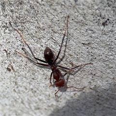 Iridomyrmex purpureus (Meat Ant) at Nicholls, ACT - 24 Aug 2025 by Hejor1