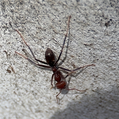 Iridomyrmex purpureus (Meat Ant) at Nicholls, ACT - 24 Aug 2025 by Hejor1