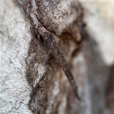 Conoeca guildingi (A case moth) at Nicholls, ACT - 24 Aug 2025 by Hejor1