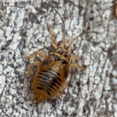 Psocodea 'Psocoptera' sp. (order) at Nicholls, ACT - 24 Aug 2025 by Hejor1