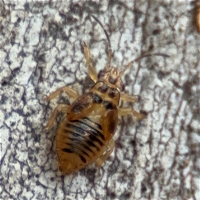 Psocodea 'Psocoptera' sp. (order) at Nicholls, ACT - 24 Aug 2025 by Hejor1