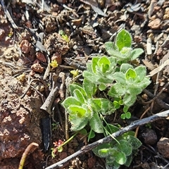 Cerastium glomeratum at Hawker, ACT - 24 Aug 2025 by sangio7