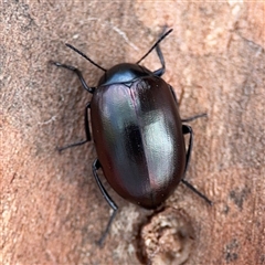 Chalcopteroides sp. (genus) (Rainbow darkling beetle) at Nicholls, ACT - 24 Aug 2025 by Hejor1