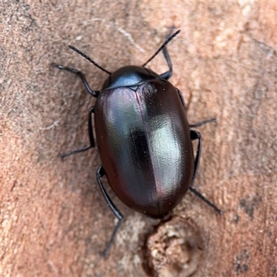 Chalcopteroides sp. (genus) (Rainbow darkling beetle) at Nicholls, ACT - 24 Aug 2025 by Hejor1