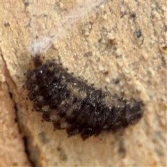 Coleoptera (order) immature at Nicholls, ACT - 24 Aug 2025 by Hejor1