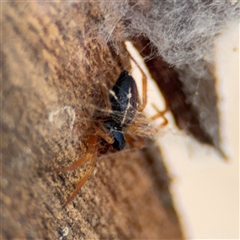 Euryopis umbilicata at Nicholls, ACT - 24 Aug 2025 01:59 PM