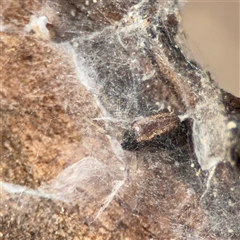 Euryopis umbilicata at Nicholls, ACT - 24 Aug 2025 01:59 PM