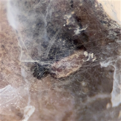 Euryopis umbilicata at Nicholls, ACT - 24 Aug 2025 01:59 PM