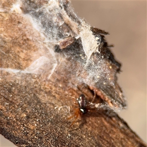 Euryopis umbilicata at Nicholls, ACT - 24 Aug 2025 01:59 PM