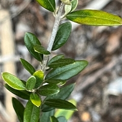 Olea europaea subsp. cuspidata (African Olive) at Flynn, ACT - 24 Aug 2025 by R0ger