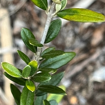 Olea europaea subsp. cuspidata (African Olive) at Flynn, ACT - 24 Aug 2025 by R0ger