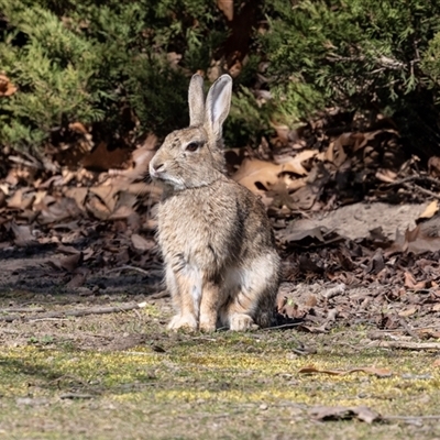 Oryctolagus cuniculus (European Rabbit) at Parkes, ACT - 23 Aug 2025 by AlisonMilton