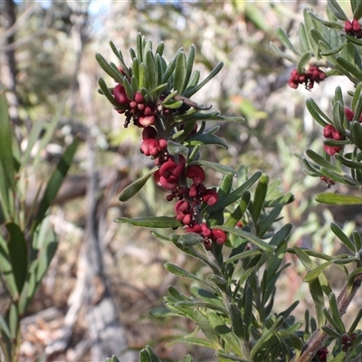 Grevillea lanigera (Woolly Grevillea) at Rendezvous Creek, ACT - 24 Aug 2025 by DavidDedenczuk