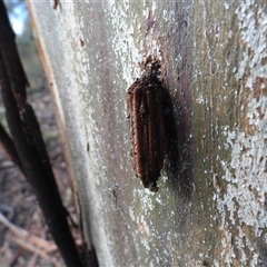 Clania lewinii & similar Casemoths (Parallel stick Case Moths) at Rendezvous Creek, ACT - 24 Aug 2025 by DavidDedenczuk