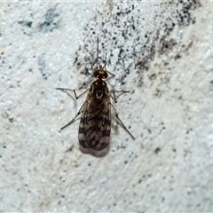 Sylvicola dubius (Wood-gnat) at Parkes, ACT - 23 Aug 2025 by AlisonMilton