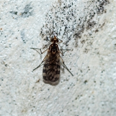 Sylvicola dubius (Wood-gnat) at Parkes, ACT - 23 Aug 2025 by AlisonMilton