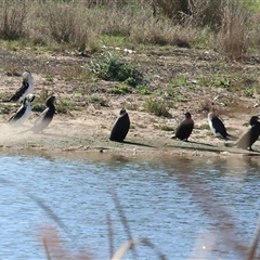 Phalacrocorax sulcirostris (Little Black Cormorant) at Winton North, VIC - 24 Aug 2025 by KylieWaldon